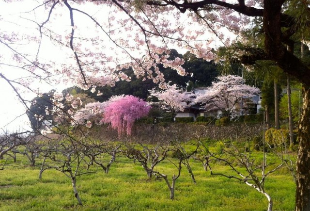 Final cherry blossoms