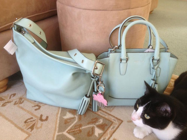 Coach Bags cat photobomb