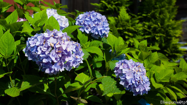 Hydrangeas