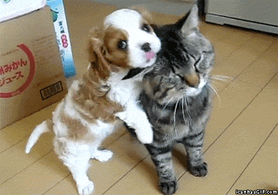 funny-gif-puppy-cute-angry-cat