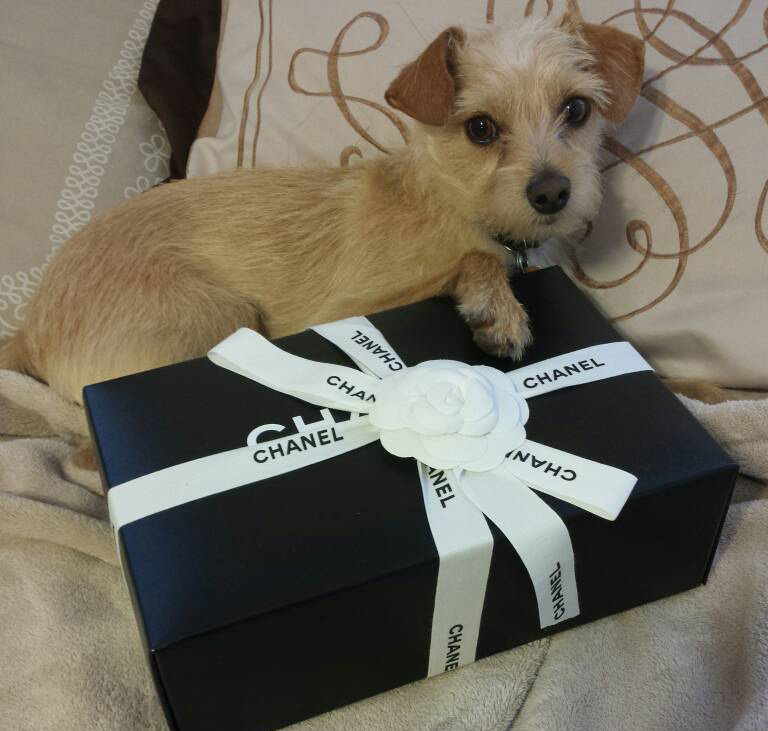 Dog with Chanel Box