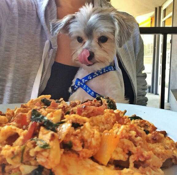 Pup-and-Pasta