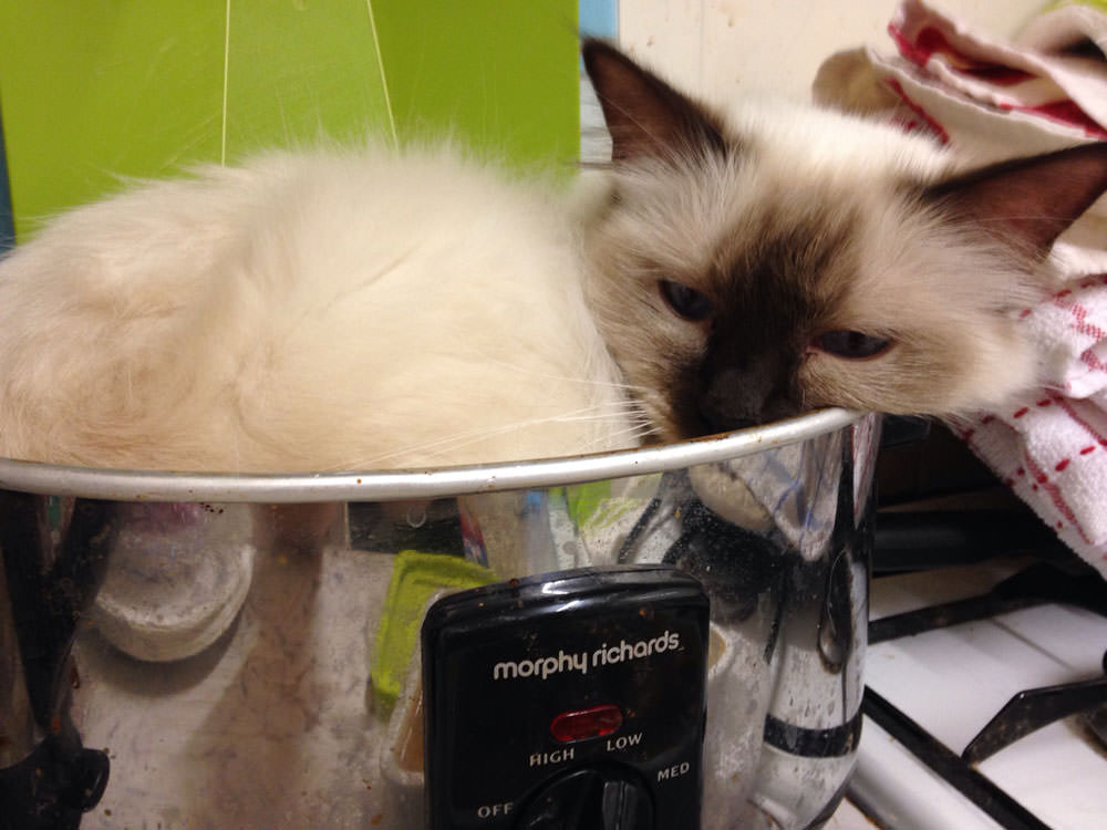 Cat-in-a-Crockpot