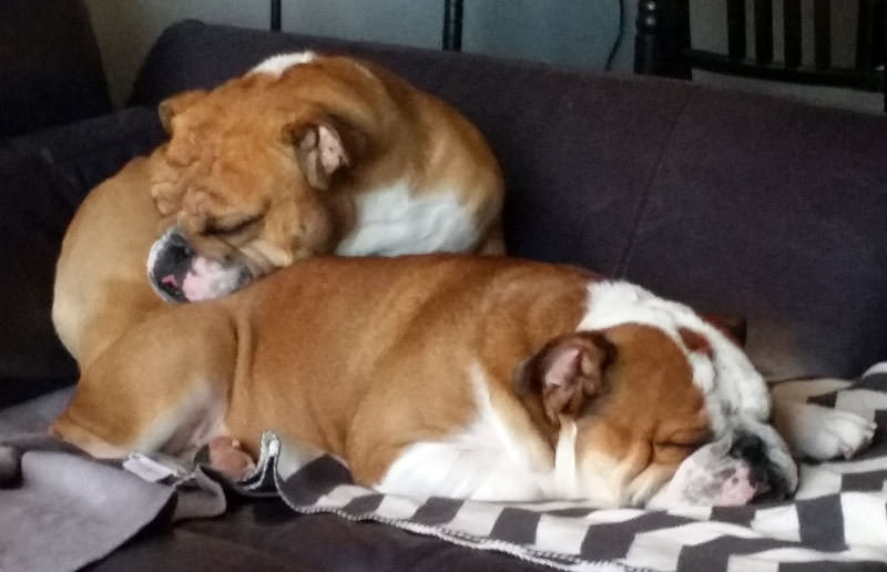 Sleepy-Bulldogs