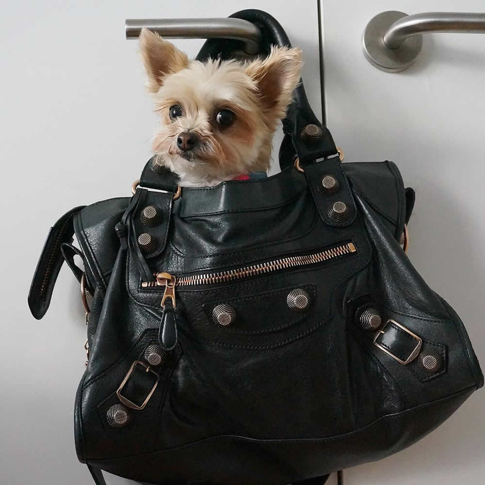 Pursesandpaws Instagram