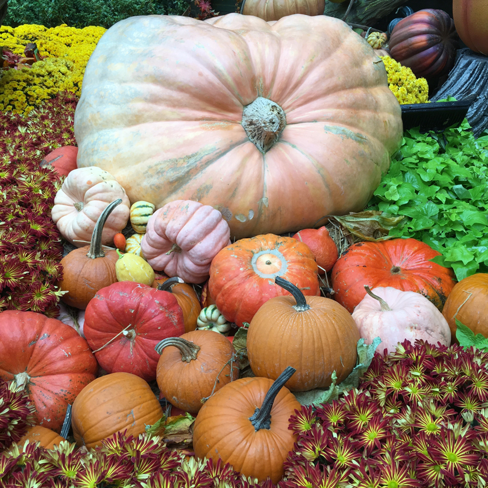 Decorative-Gourds