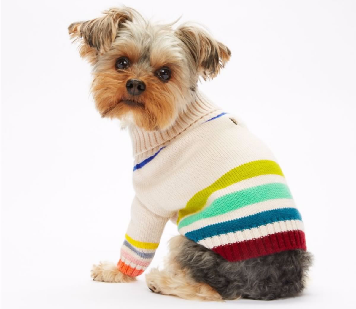 Tory Burch Multi-Color Dog Sweater
