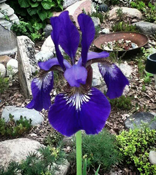 Iris