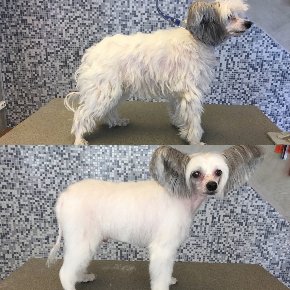Dog-Grooming-Before-and-After