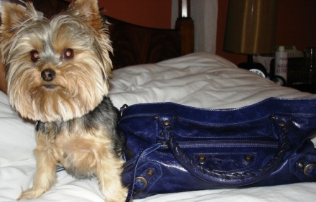 tPF Member: Bagladykali Bag: Balenciaga Arena Classic Mini City Shop: $1,325 via Barneys