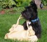 32814-pick-the-winners-petsn-purses-indycat_callie.jpg