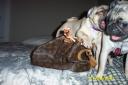 32817-pick-the-winners-petsn-purses-lvmom_pugs.jpg