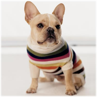 Coach Legacy Stripe Dog Sweater