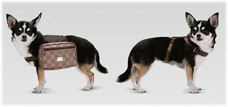 Gucci Dog Backpack