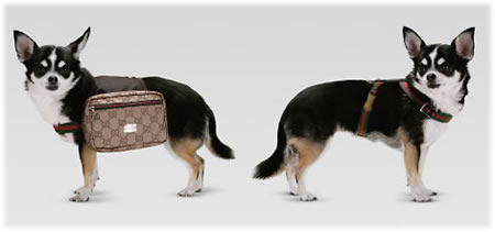 Gucci Dog Backpack - PurseBlog