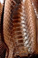 Jane August FDR Tote, brown python detail
