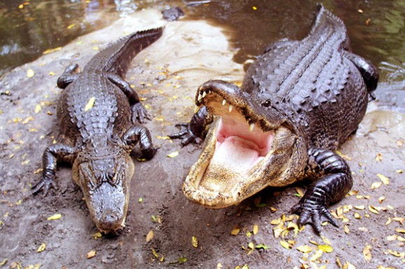 Alligator farmers angry with Hermes - PurseBlog