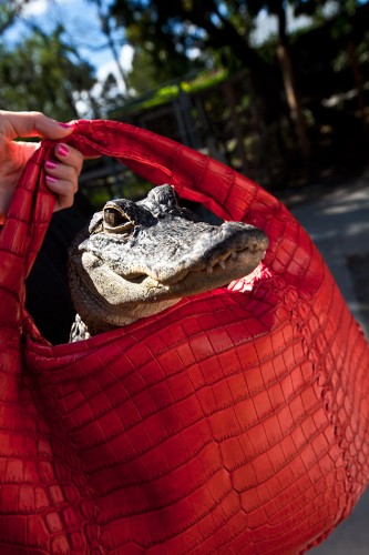 Bottega Veneta FEVER SOFT CROCODILE FUME LARGE VENETA Bottega Veneta FEVER SOFT CROCODILE FUME LARGE VENETA