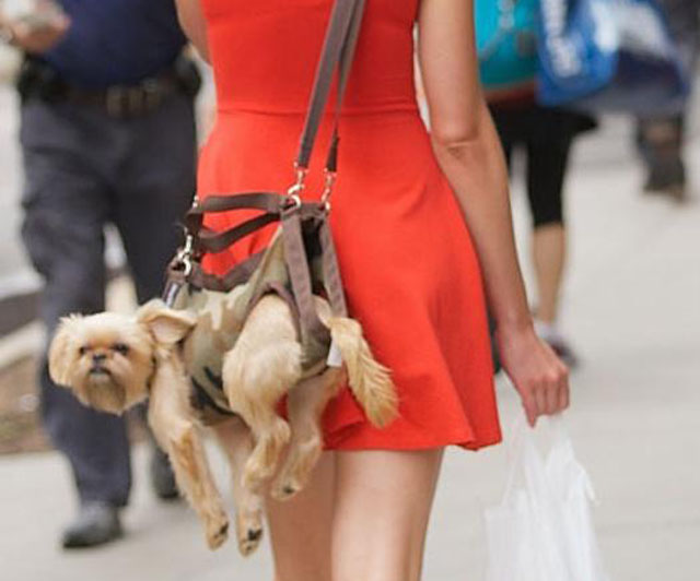 Dog Purse