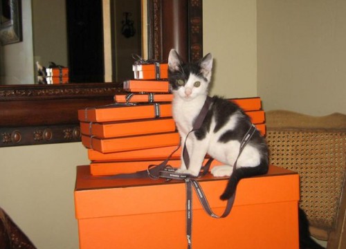 Hermes Boxes and Kitten