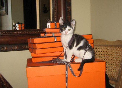 Hermes Boxes and Kitten