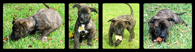 Puppies 1