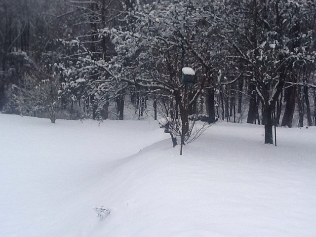 Snowy Yard