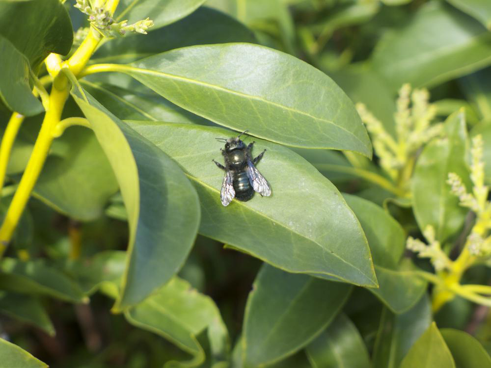 Mason Bee