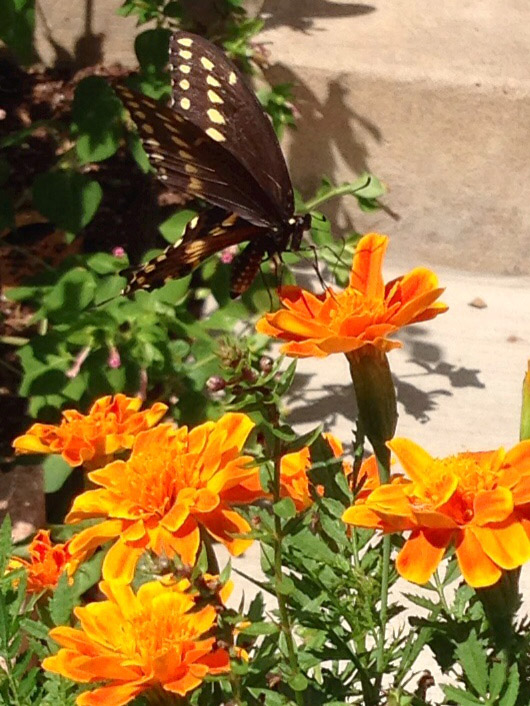 Butterfly and Flowers