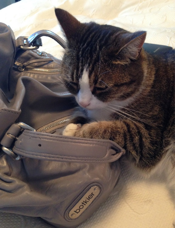 Image result for cat inside handbag