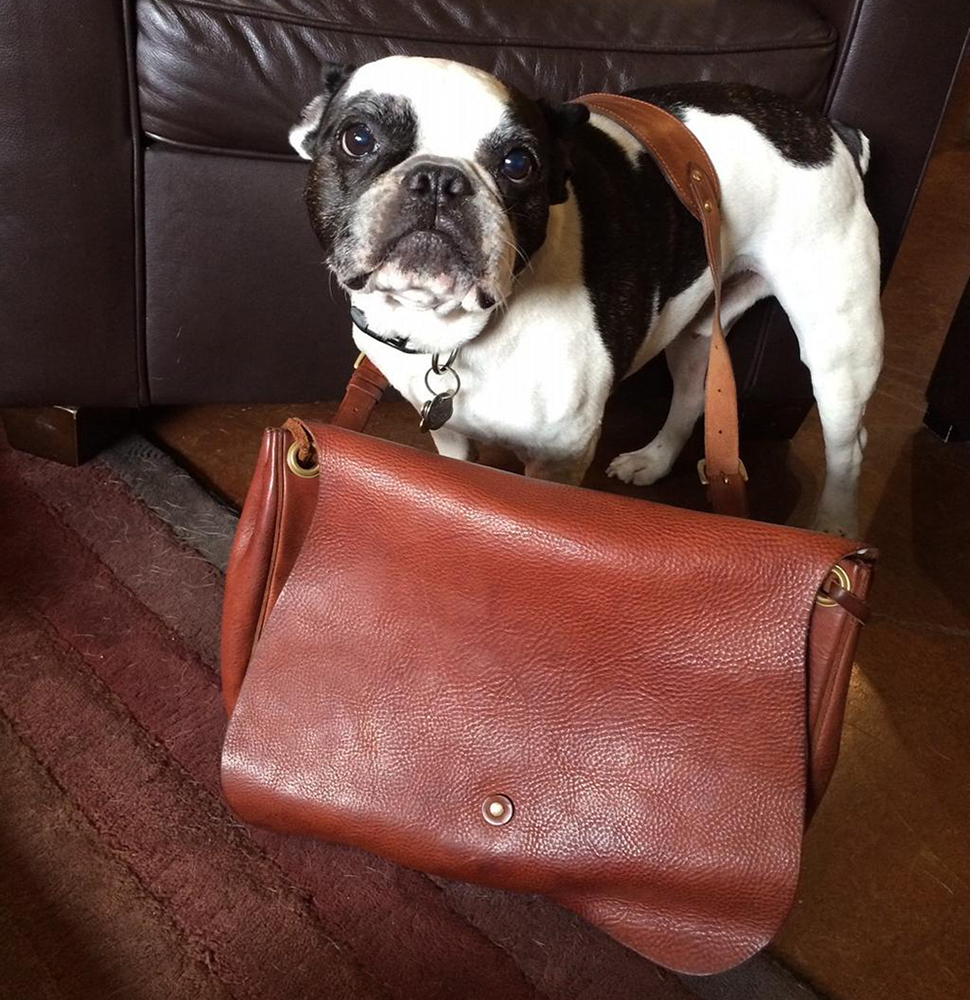 Image result for dog inside handbag