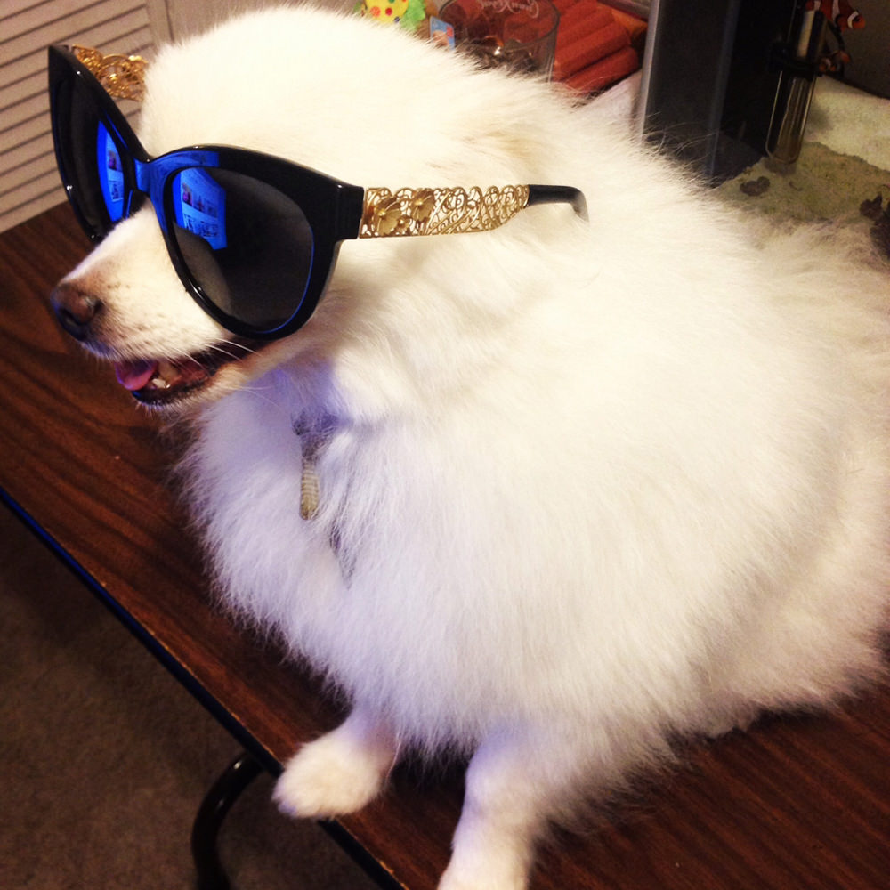Dog in Sunglasses