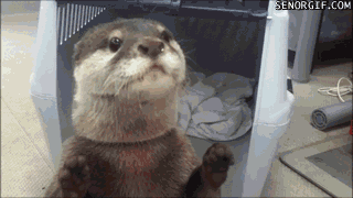 Image via Giphy