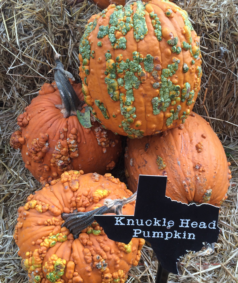 Weird-Pumpkins