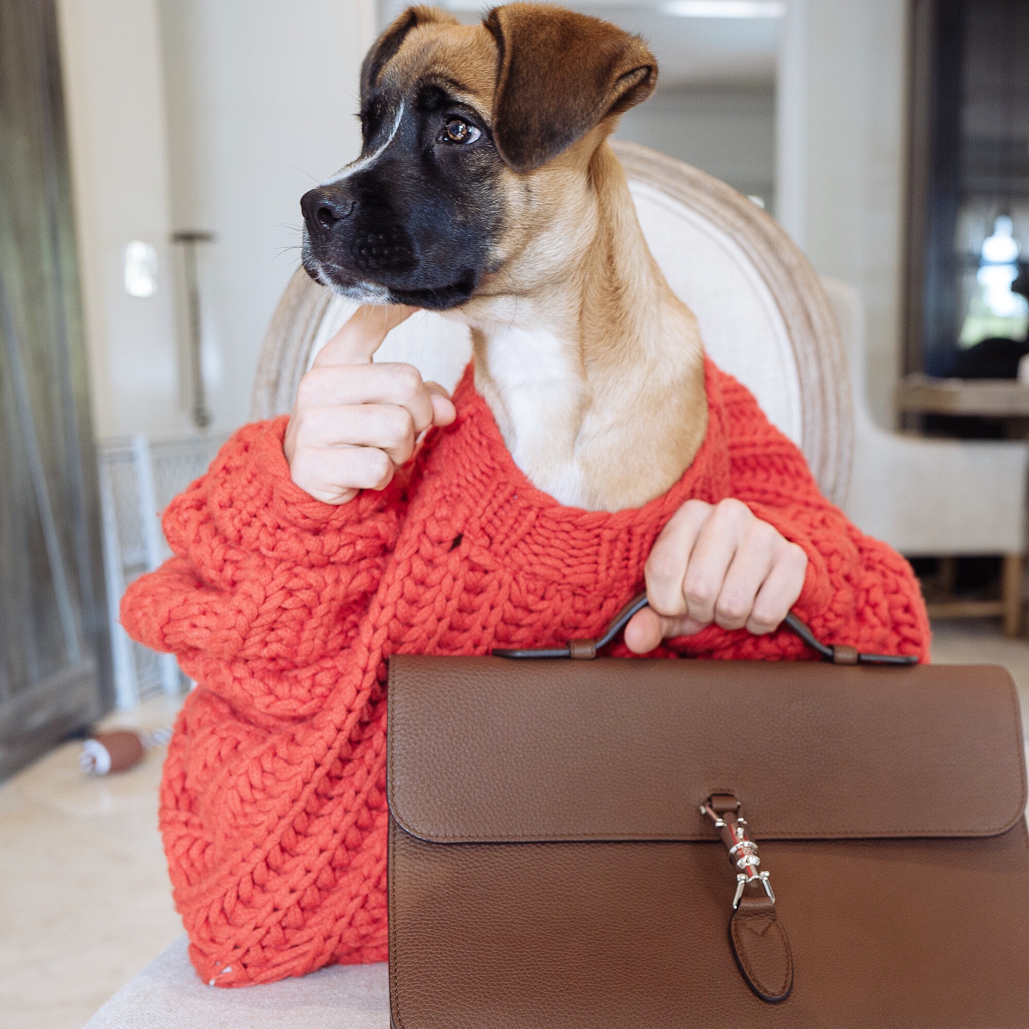 Brutus Gucci Bag