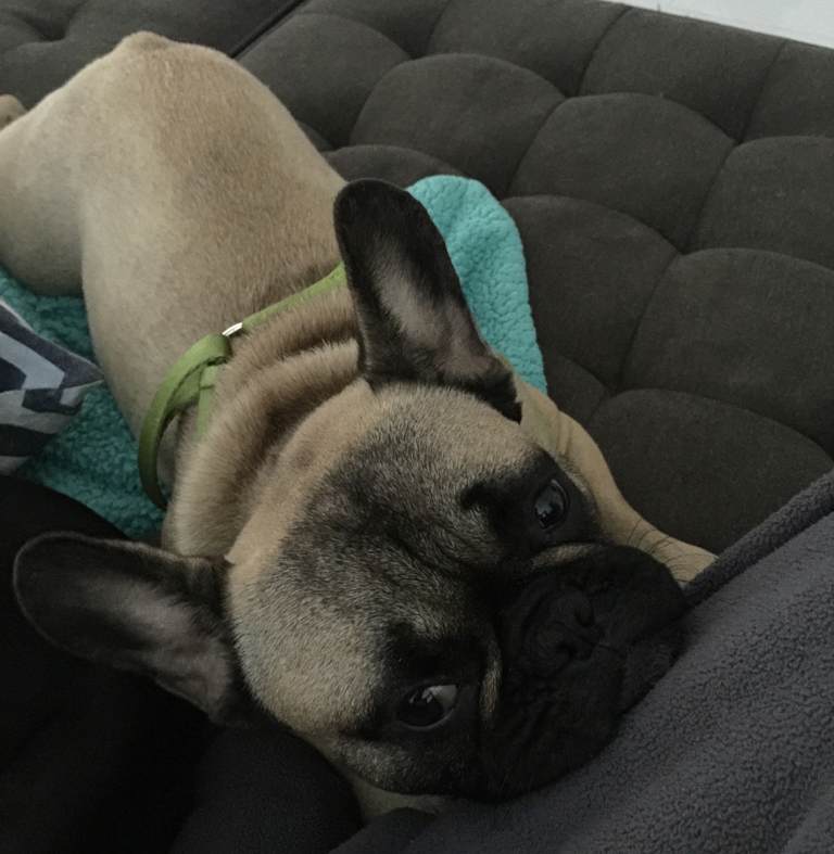 omg-Frenchie-Pup