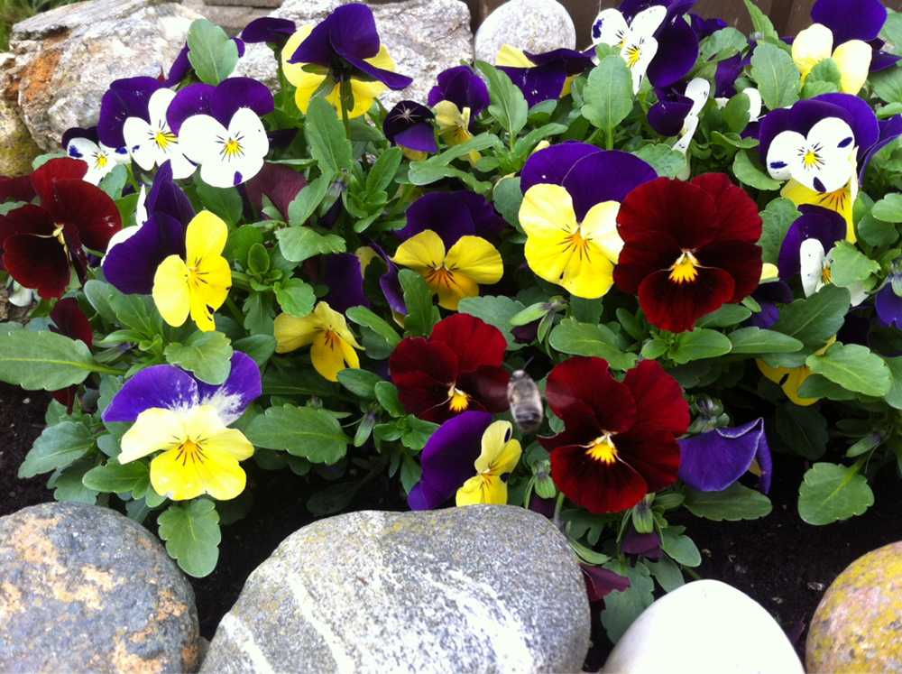 Pansies