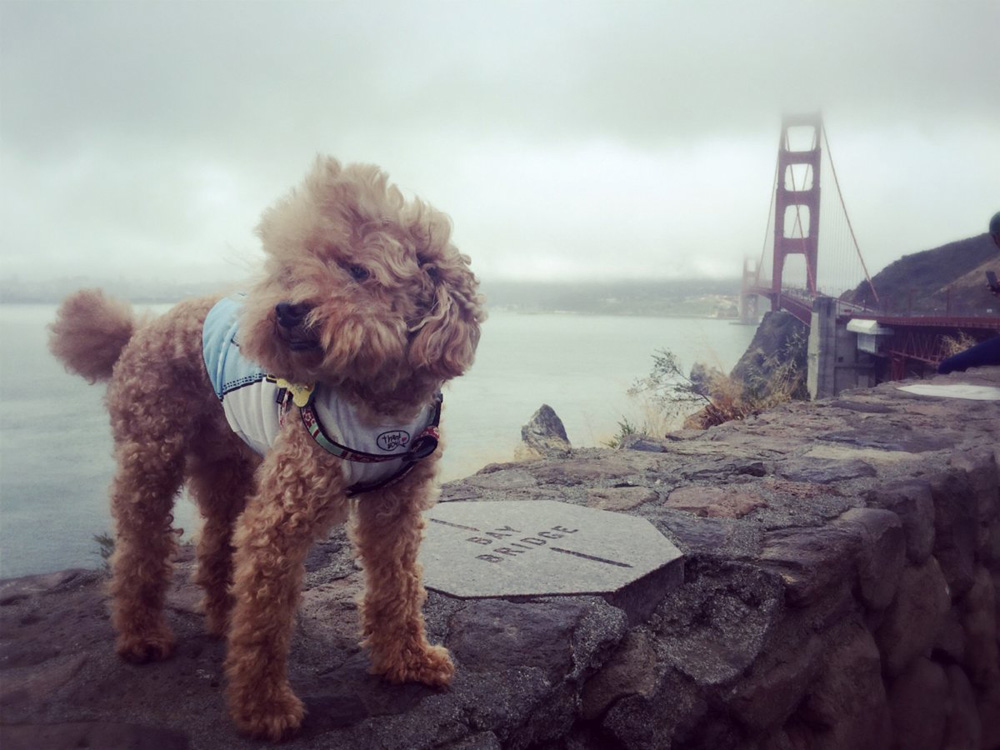 san-francisco-pup