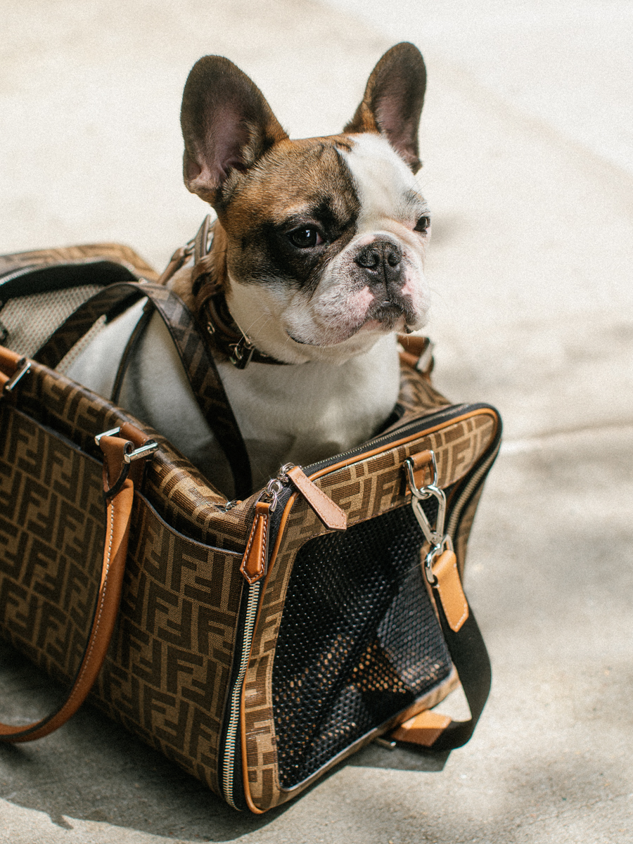 designer dog shaped bag