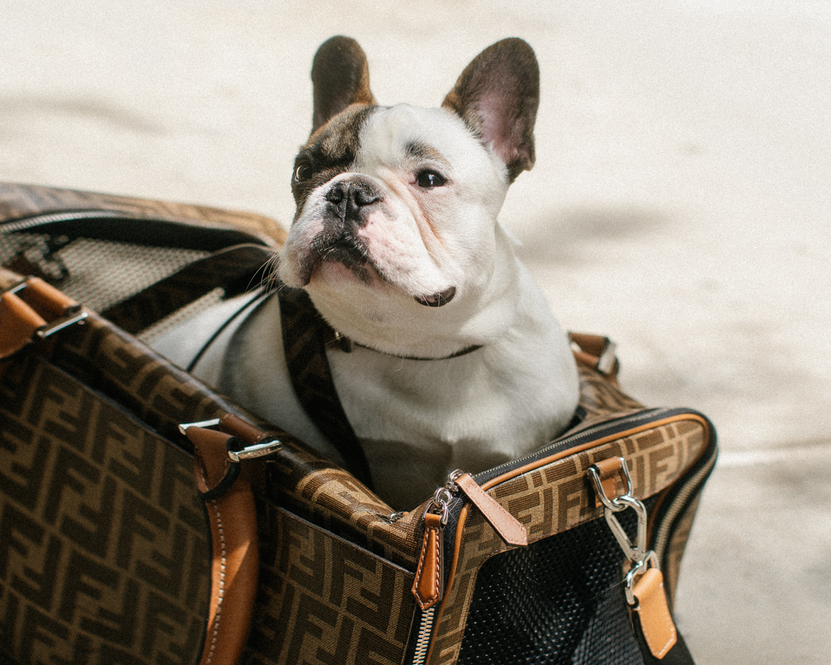 frenchie louis vuitton harness