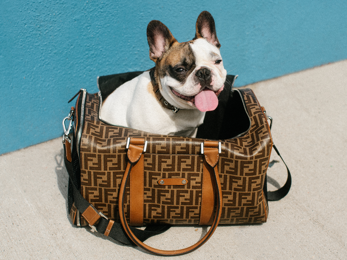 4 luxury brands to twin with your pampered pooch: from Louis Vuitton's chic  dog leash and Gucci's monogrammed pet carrier bags to Prada's posh collar  and Christian Louboutin's stylish harnesses