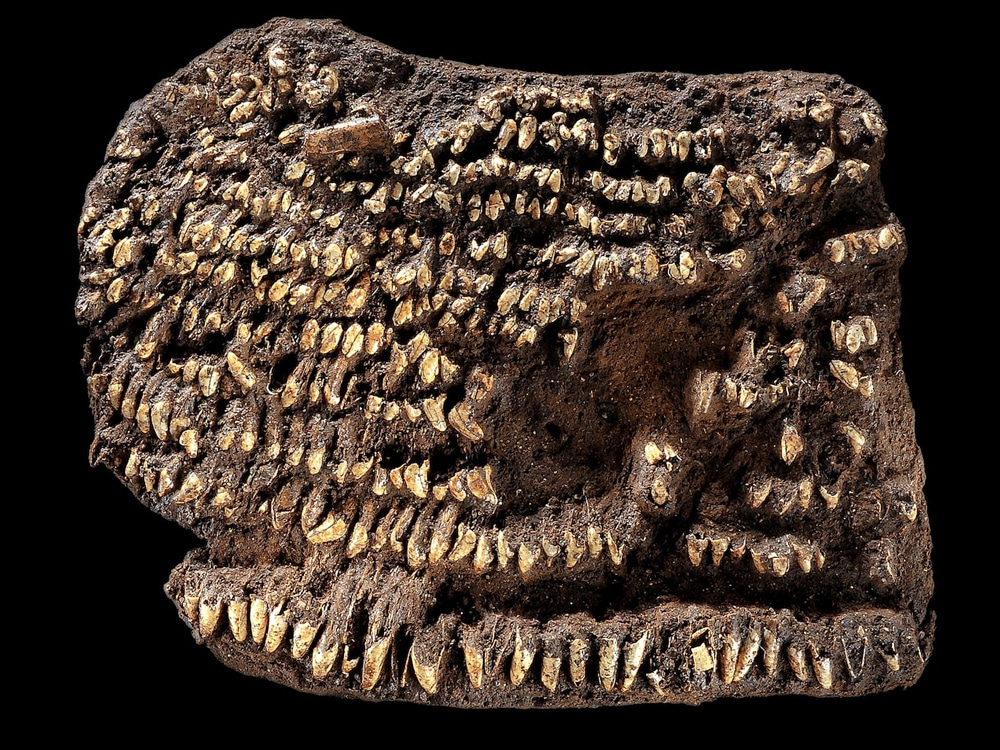 Dog Teeth Purse Dog Teeth Purse