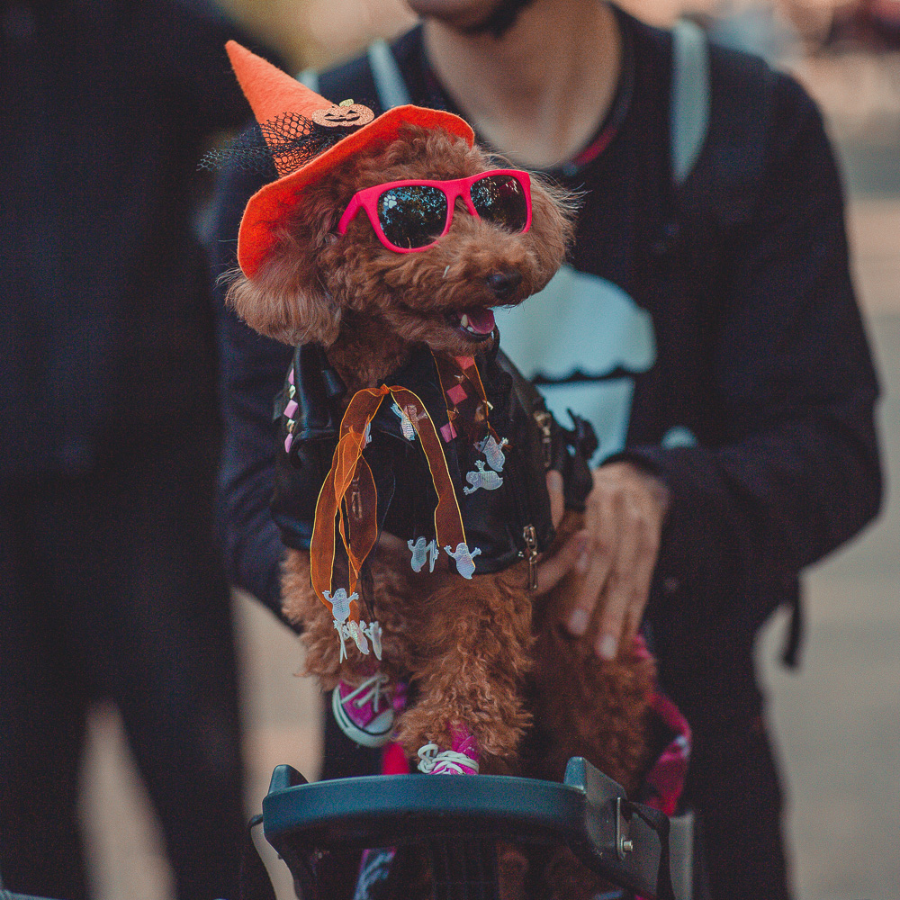 BITW Thompskins Square Park Dog Costume 13