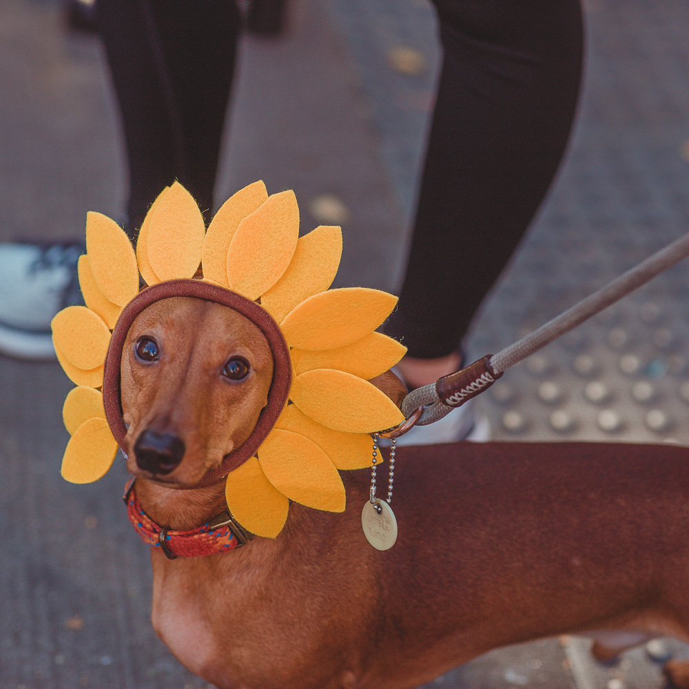 BITW Thompskins Square Park Dog Costume 2