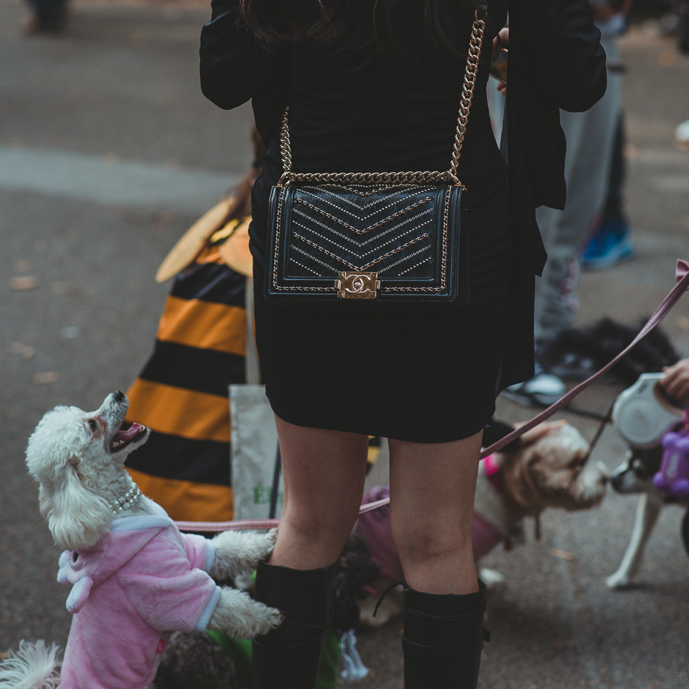 BITW Thompskins Square Park Dog Costume 21