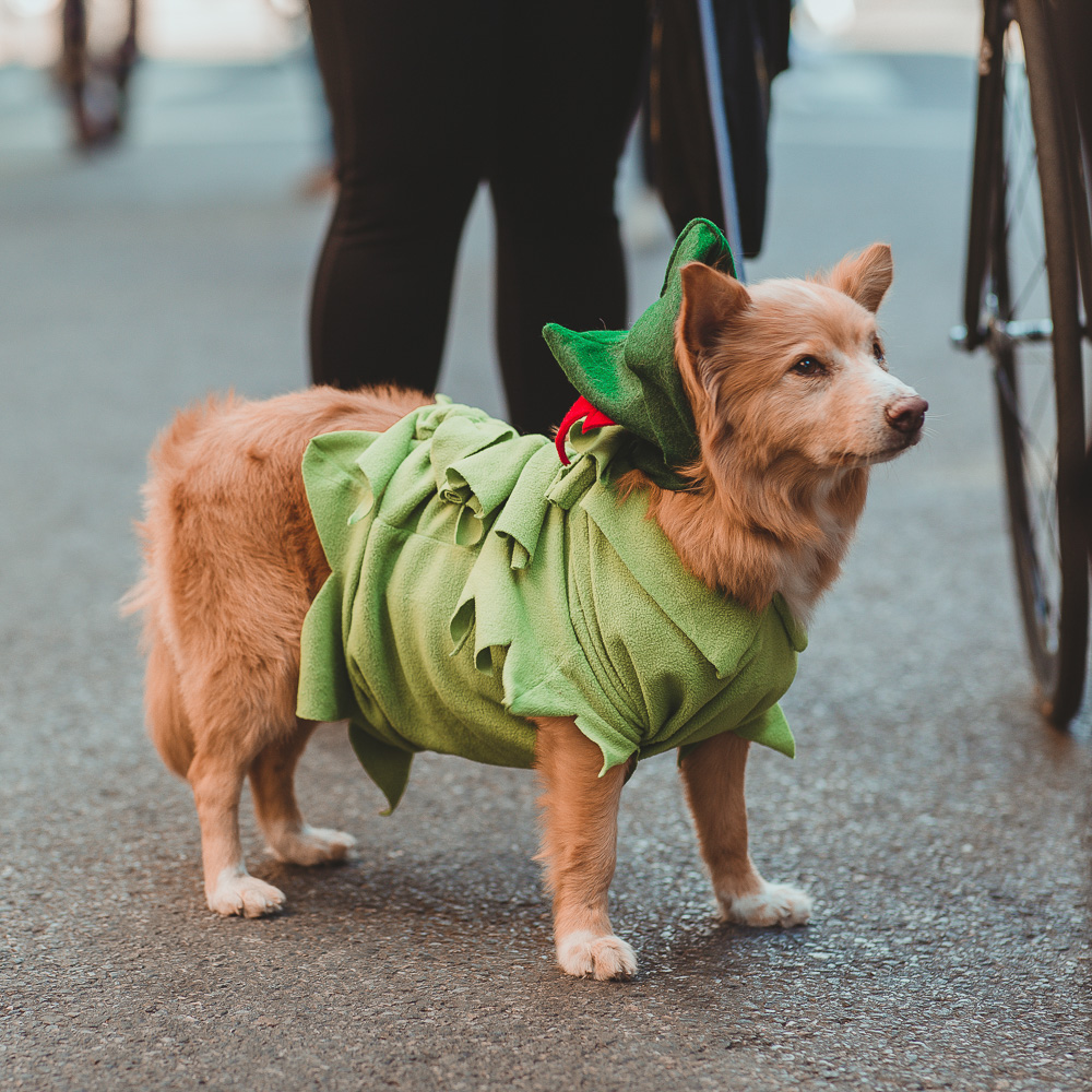 BITW Thompskins Square Park Dog Costume 4