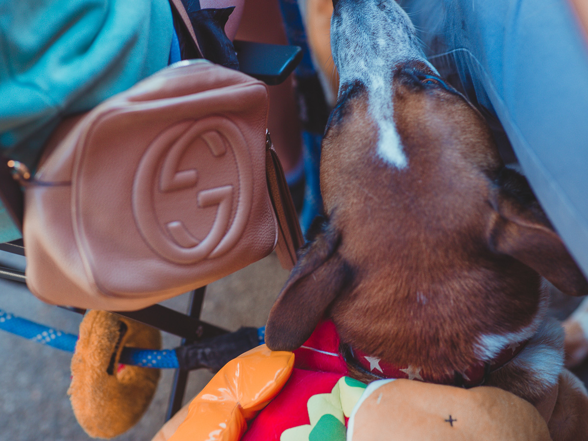 BITW Thompskins Square Park Dog Costume 5