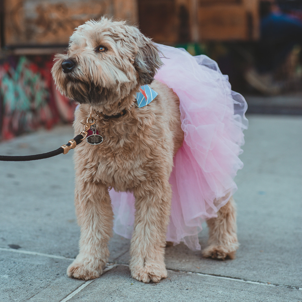 BITW Thompskins Square Park Dog Costume 6