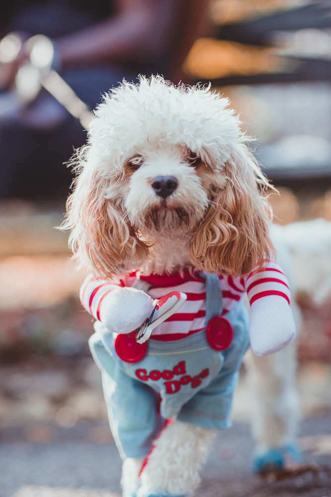 BITW Thompskins Square Park Dog Costume 8