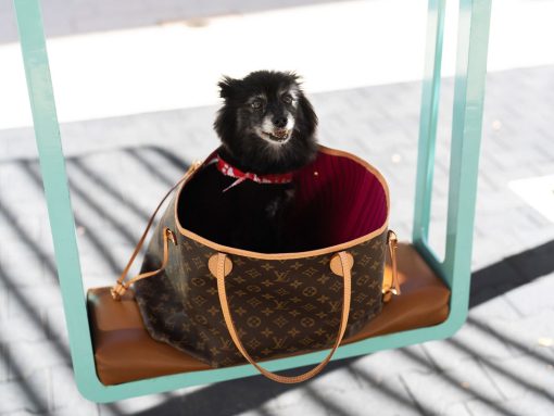 louis vuitton corgi